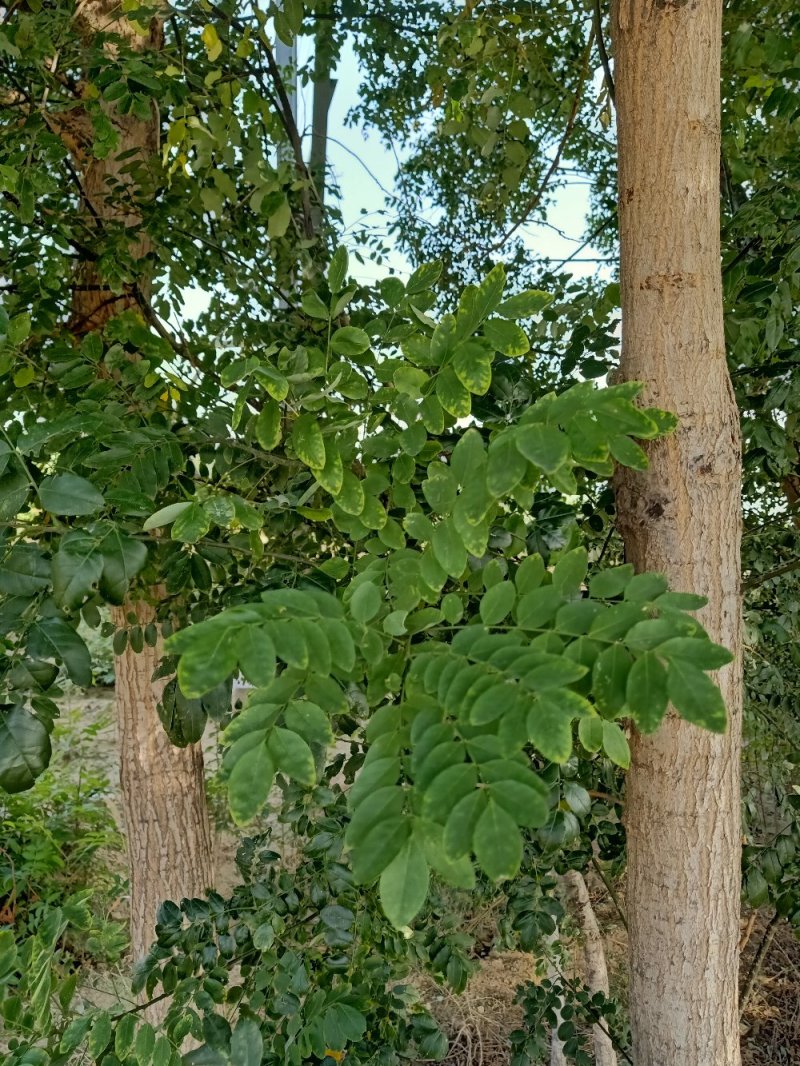 国槐苗，树，有老国槐与速生国槐给钱就卖，自家种植量大从优