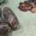 整块牛碎肉纯牛前加工
