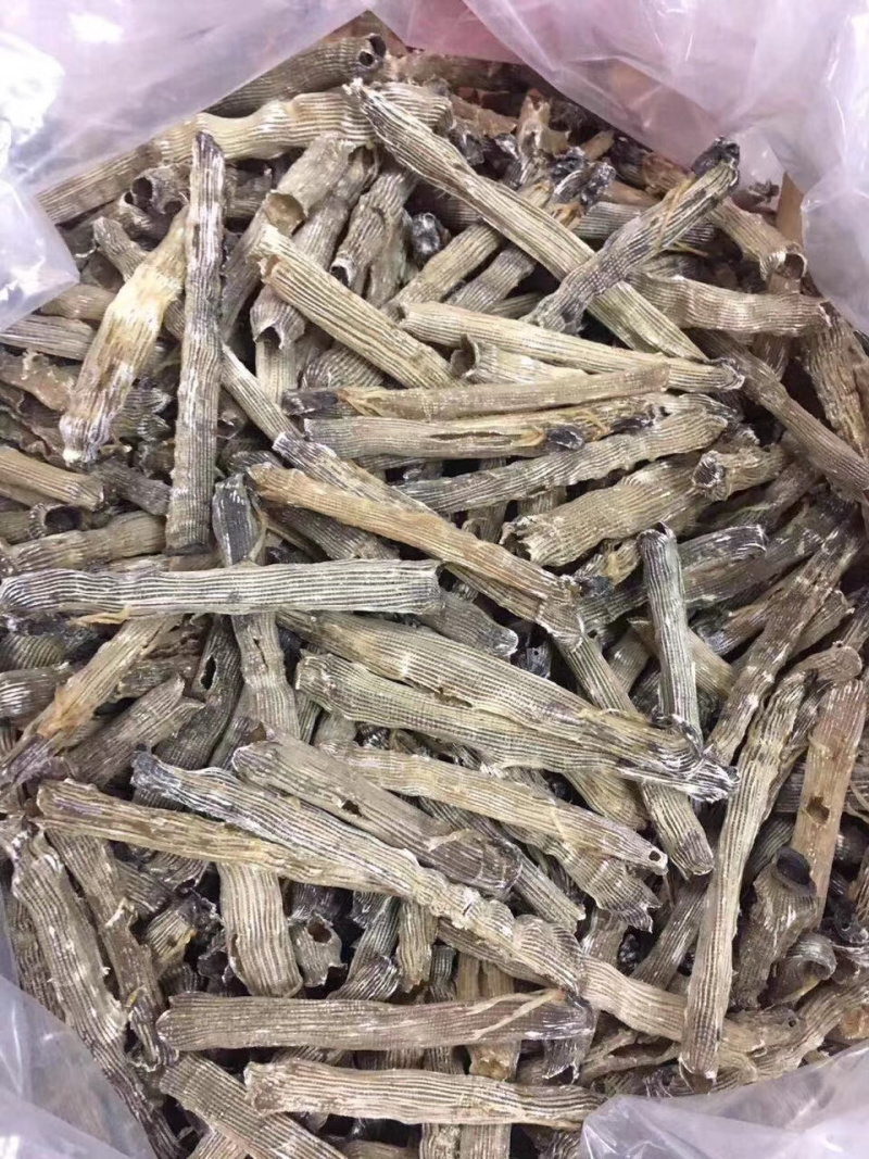 沙虫进口大号500g