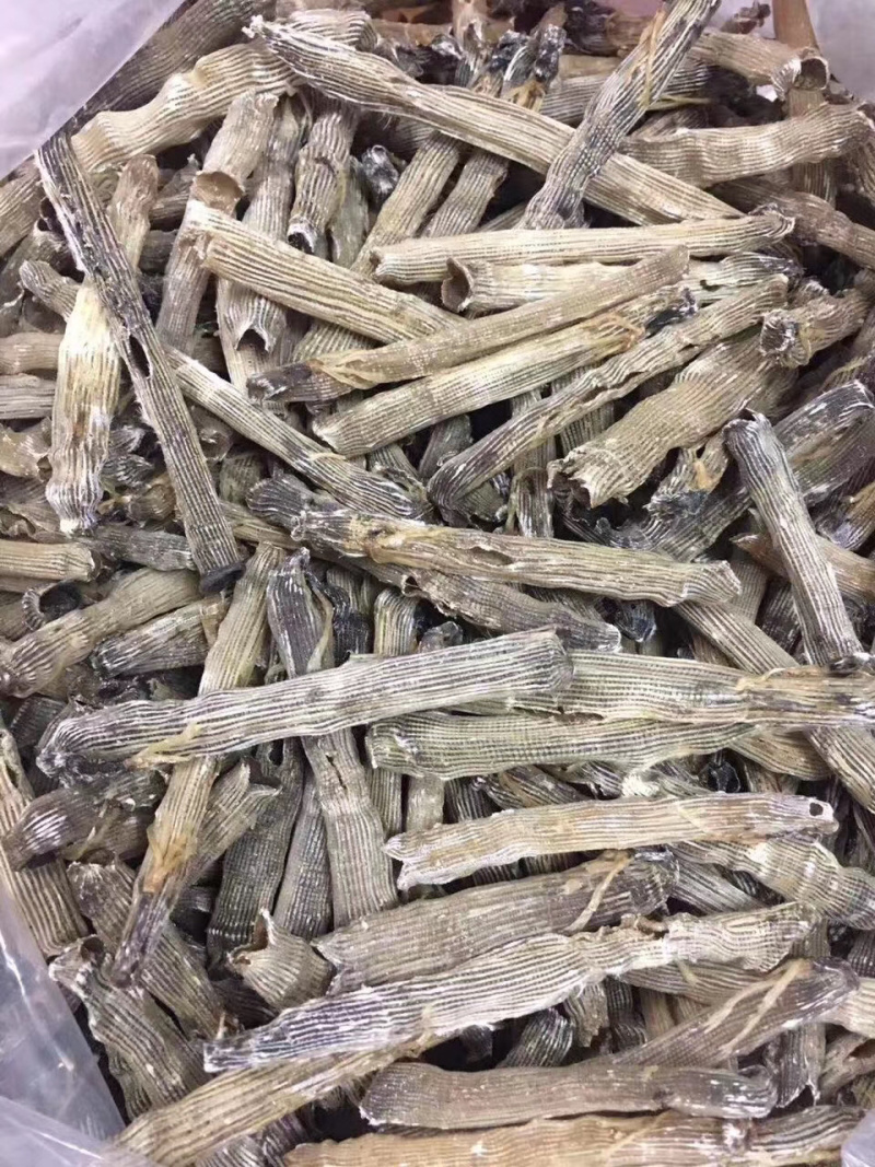 沙虫进口大号500g