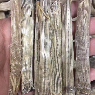 沙虫进口大号500g