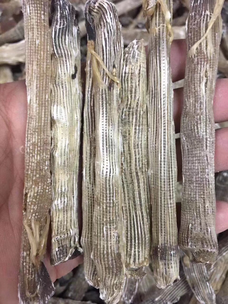 沙虫进口大号500g