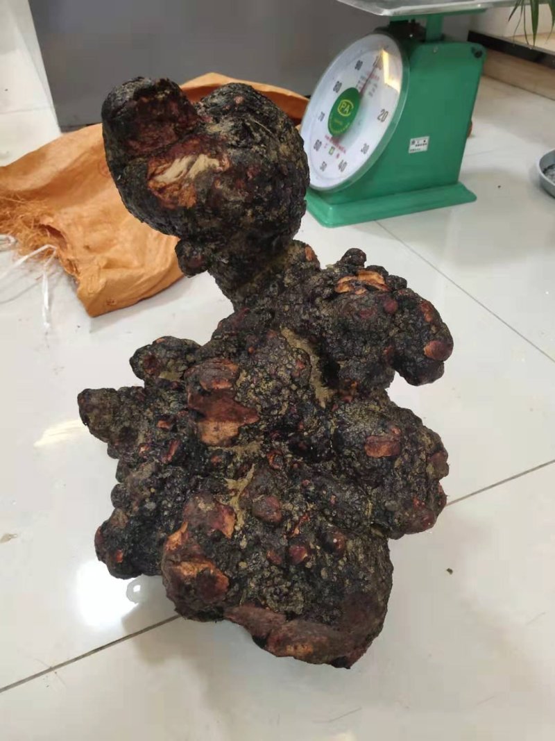 野生何首乌，统货，选货，规格齐全，保质保量，全国发货