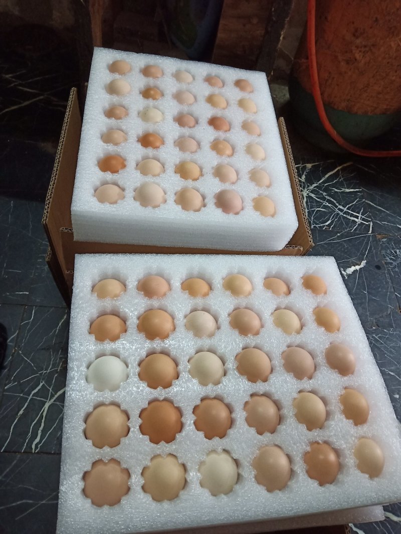 正宗散养土鸡蛋一件代发，包邮