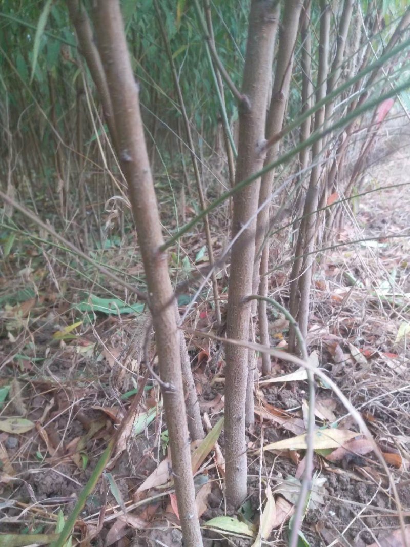河南毛桃树苗蟠桃沙红大久保1-3年生嫁接成品桃苗