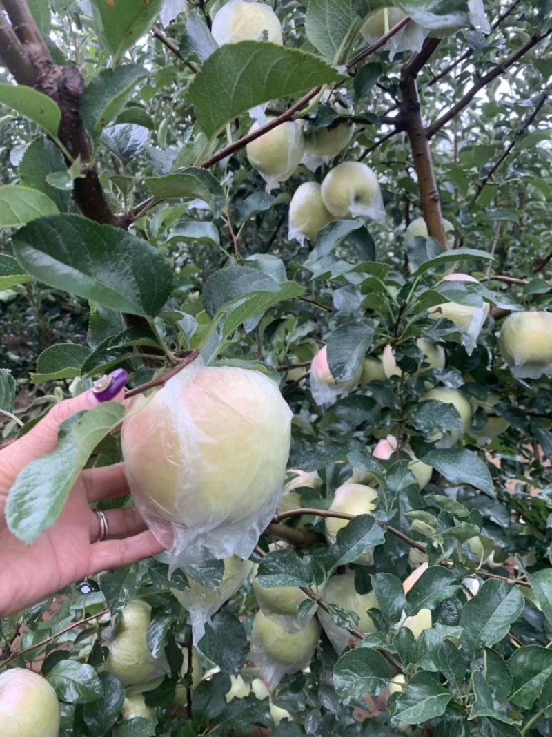 青森水蜜桃苹果香甜适口产地现摘现发