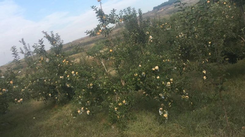 青森水蜜桃苹果香甜适口产地现摘现发