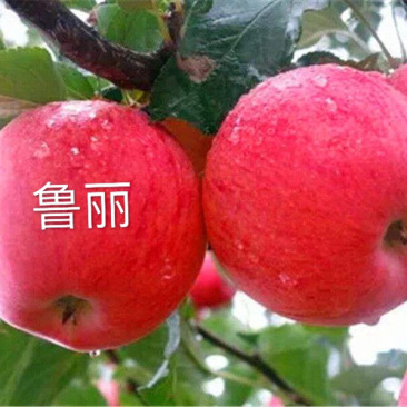 华硕鲁丽苹果树苗口感脆甜不沙化成熟早