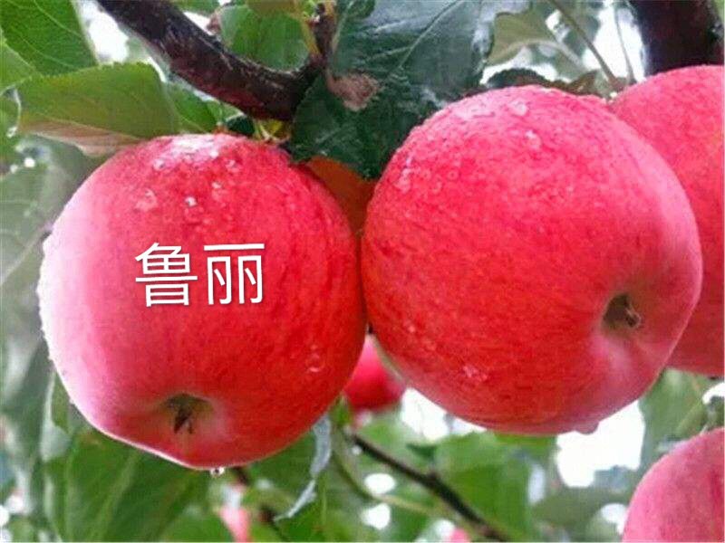 华硕鲁丽苹果树苗口感脆甜不沙化成熟早