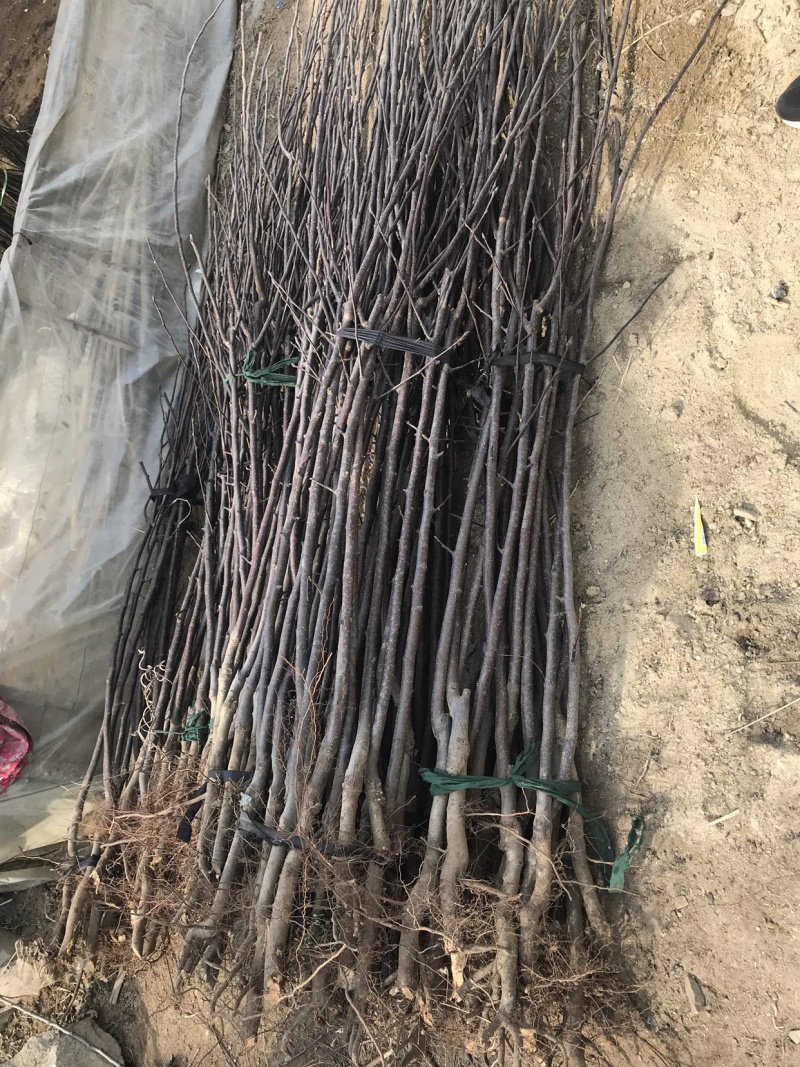 华硕鲁丽苹果树苗口感脆甜不沙化成熟早