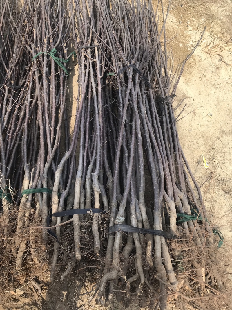 华硕鲁丽苹果树苗口感脆甜不沙化成熟早