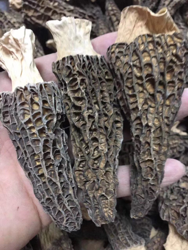 羊肚菌500克