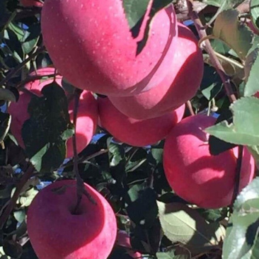 秦脆蜜脆苹果树苗品种抗性强好管理的苹果树苗