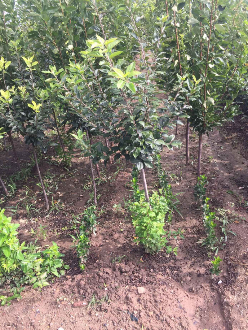 秦脆蜜脆苹果树苗品种抗性强好管理的苹果树苗
