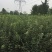 秦脆蜜脆苹果树苗品种抗性强好管理的苹果树苗