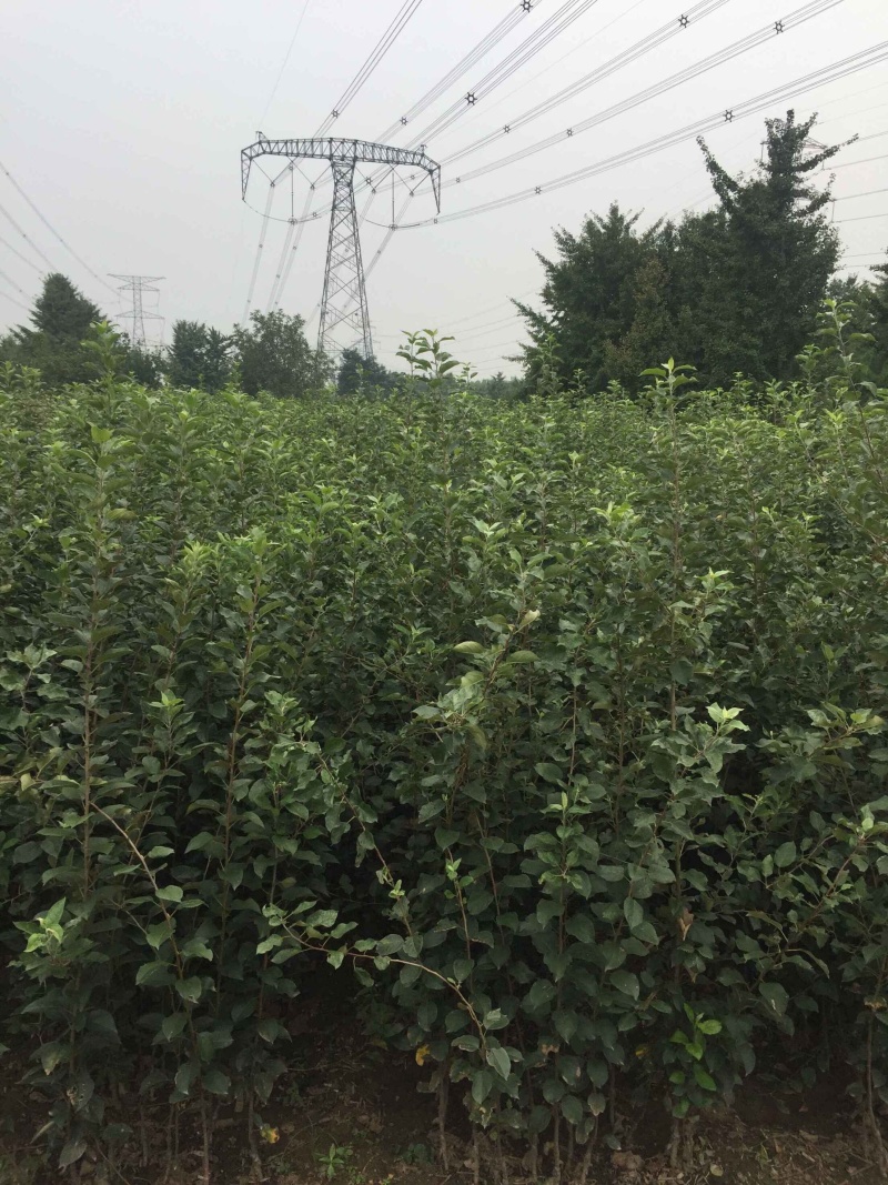秦脆蜜脆苹果树苗品种抗性强好管理的苹果树苗