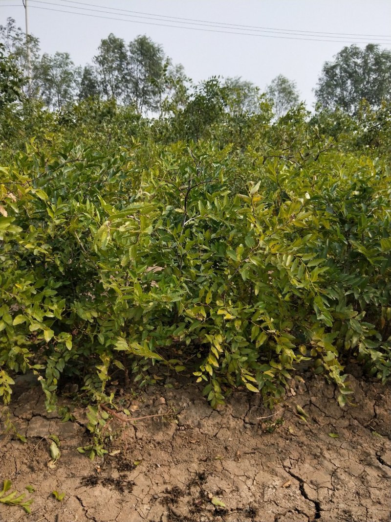 冬枣树苗沾化冬枣苗0.6-5公分大量现货现挖现卖