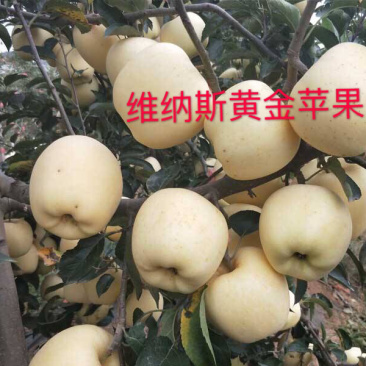维纳斯黄金苹果苗晚熟品种脆甜耐储运