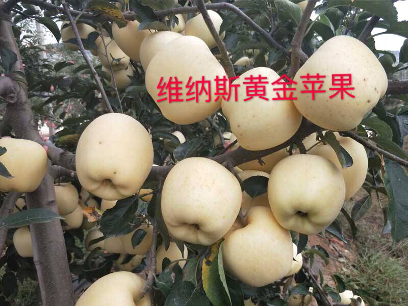 维纳斯黄金苹果苗晚熟品种脆甜耐储运