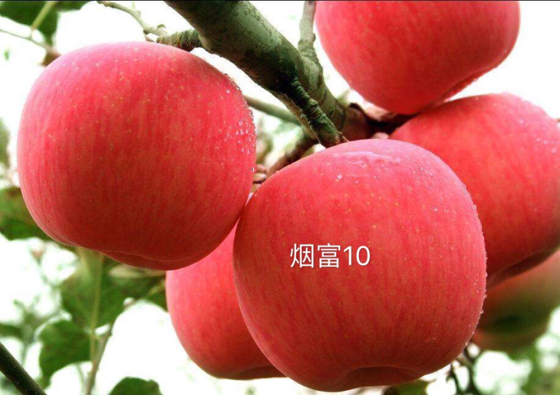 维纳斯黄金苹果苗晚熟品种脆甜耐储运