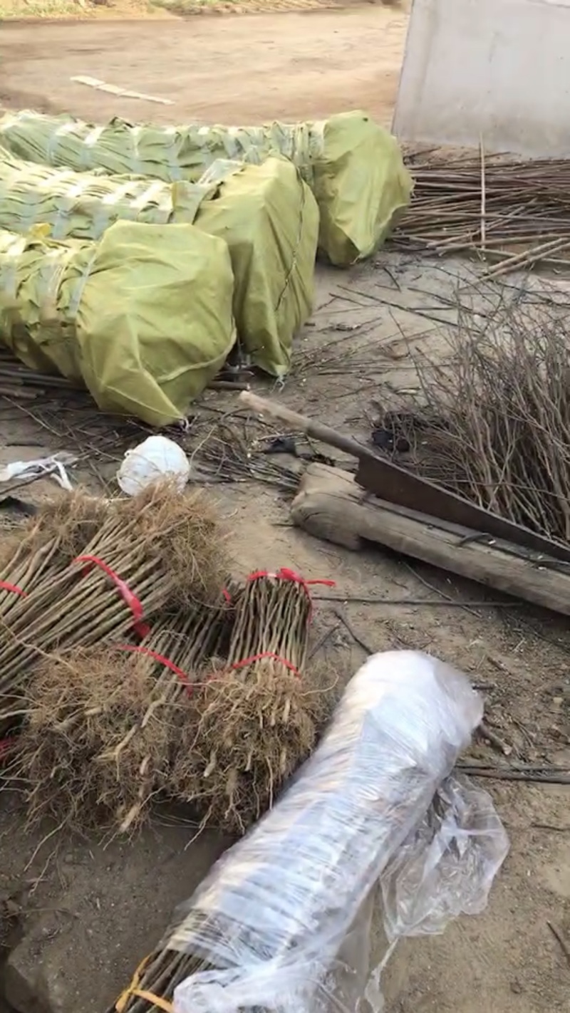 维纳斯黄金苹果苗晚熟品种脆甜耐储运
