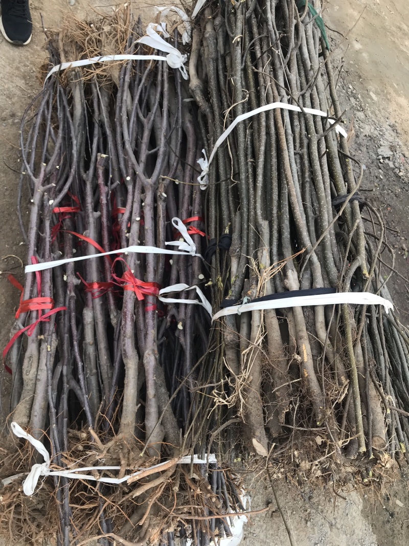 维纳斯黄金苹果苗晚熟品种脆甜耐储运