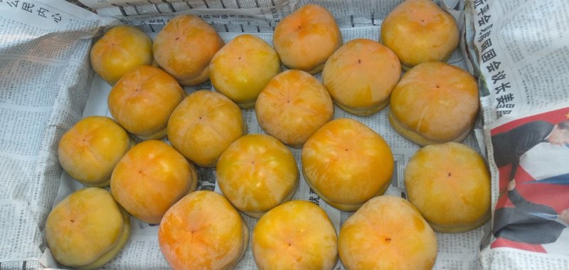 山区大柿子