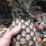 凤梨（无眼菠萝）