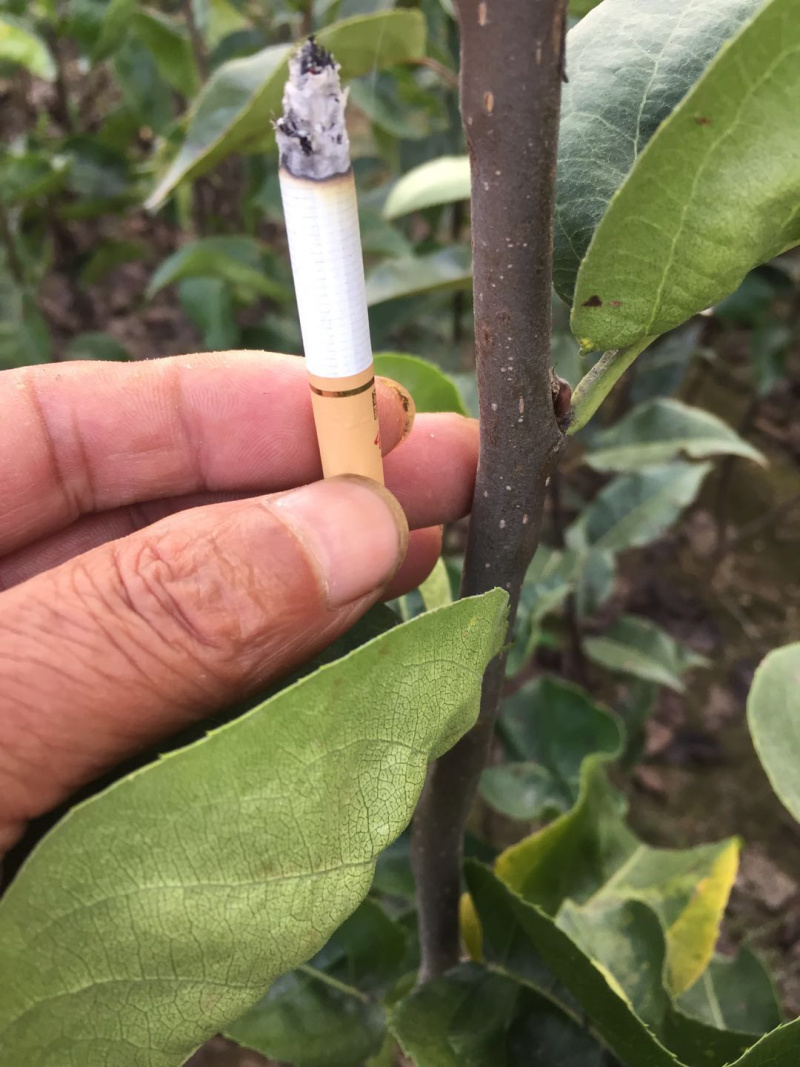 响富苹果苗抗性强耐储运果实个大脆甜不沙化