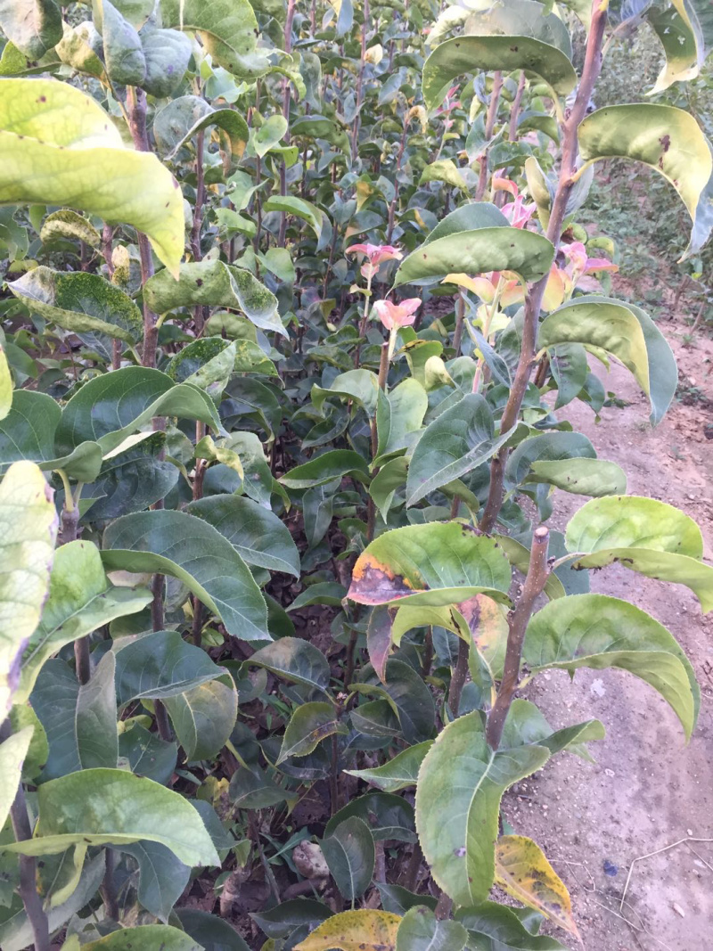 响富苹果苗抗性强耐储运果实个大脆甜不沙化