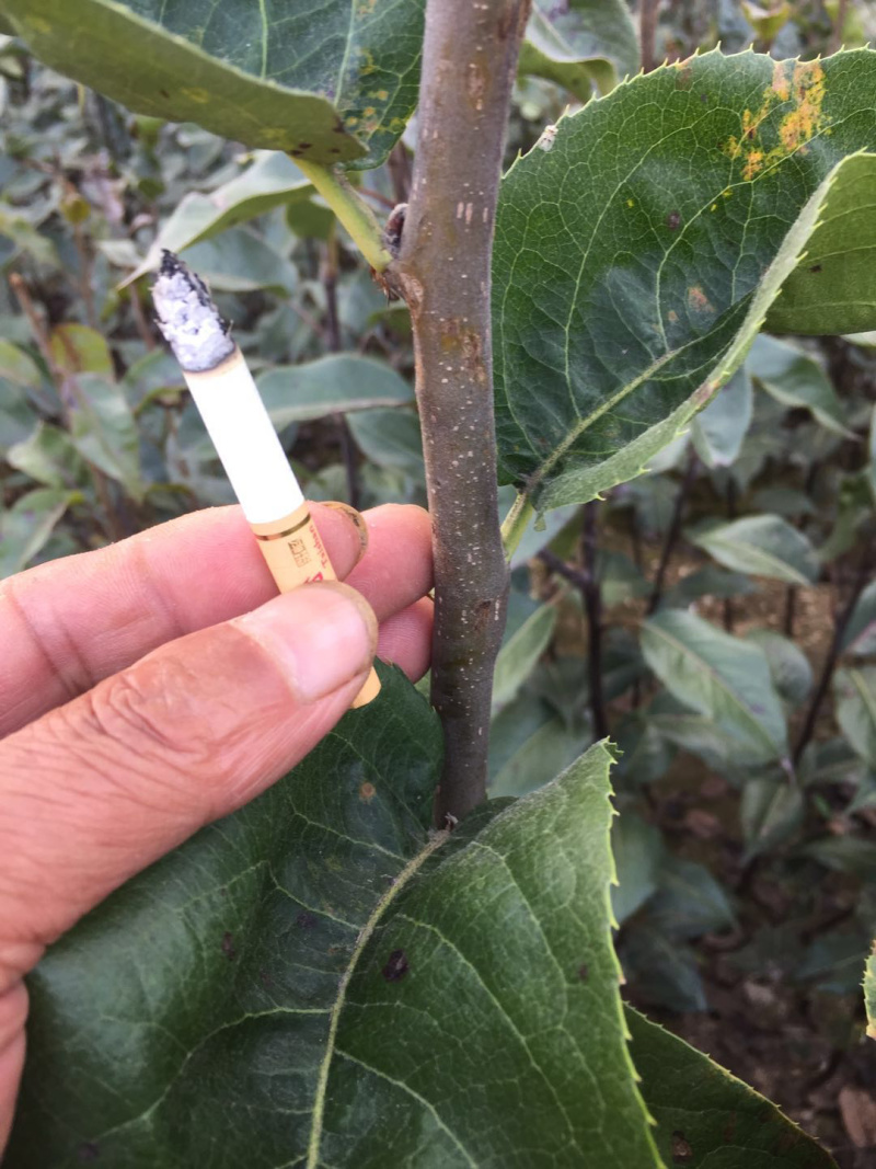 响富苹果苗抗性强耐储运果实个大脆甜不沙化