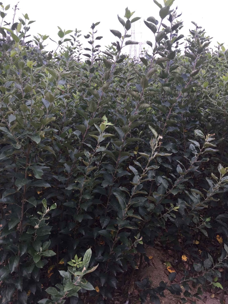 响富苹果苗抗性强耐储运果实个大脆甜不沙化