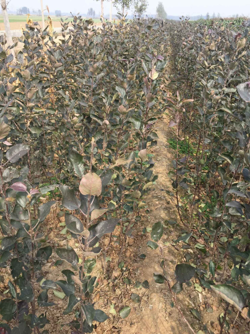 响富苹果苗抗性强耐储运果实个大脆甜不沙化