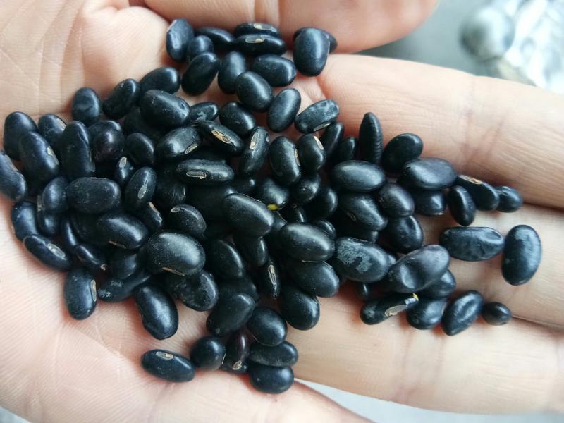 黑豆，大量批发黑芽豆