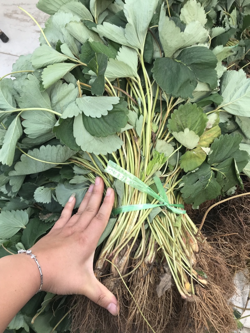 妙香草莓苗果实个大根系发达香气浓郁好管理