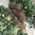 妙香草莓苗果实个大根系发达香气浓郁好管理