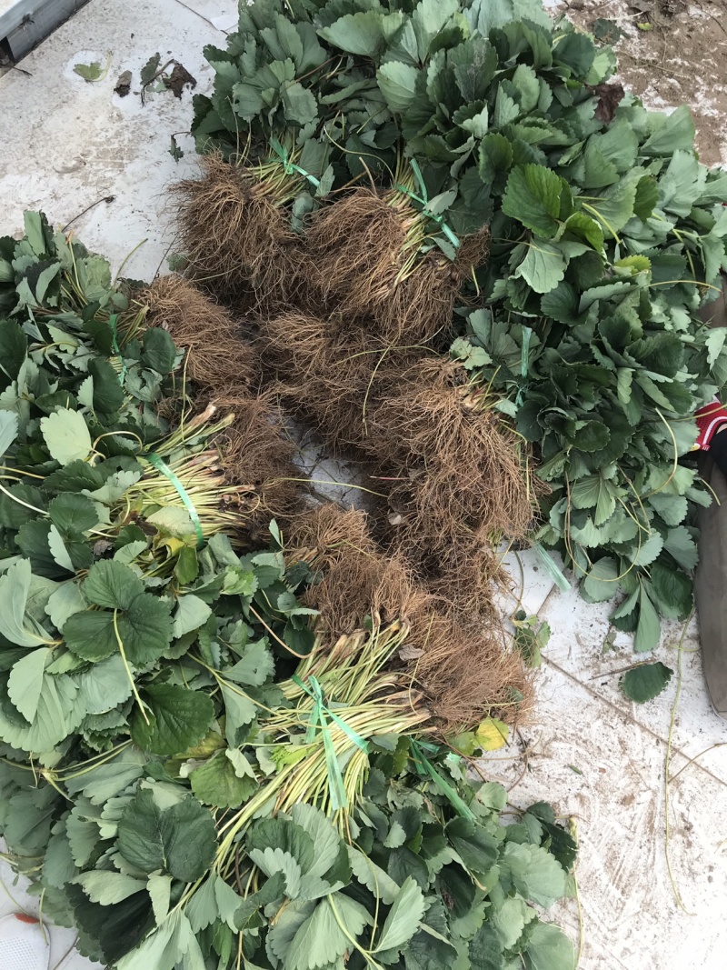 妙香草莓苗果实个大根系发达香气浓郁好管理