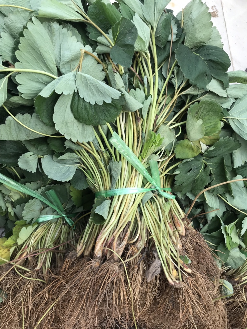 桃熏草莓苗粉红草莓草莓新品种