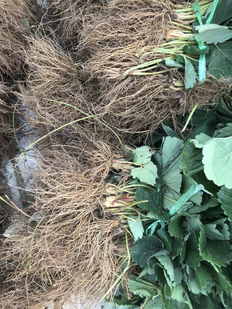桃熏草莓苗粉红草莓草莓新品种