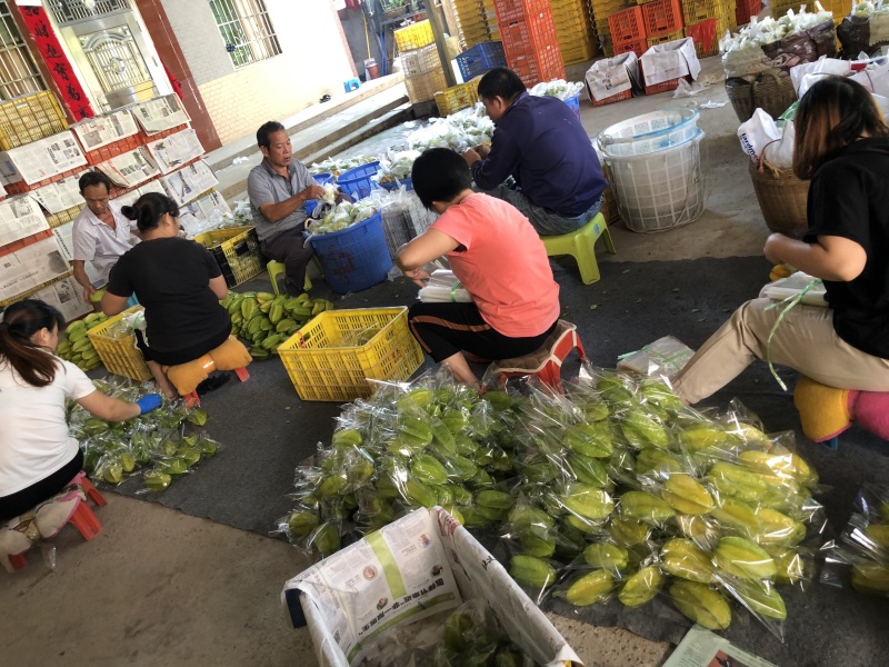 台湾香蜜杨桃