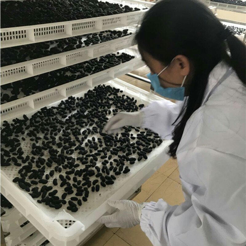 干桑葚、桑葚干.。。。。