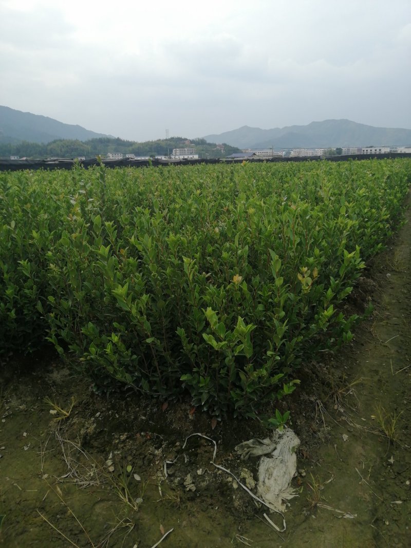 二年生嫁接苗基地直销，有湘林210，长林4号，40号。