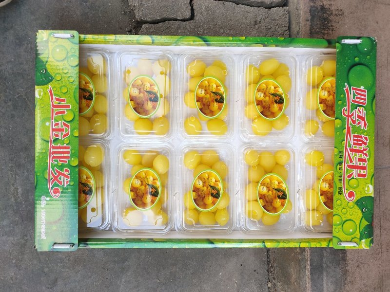 黄金果，金西梅，网红产品，四季鲜果厂家直供联系下单