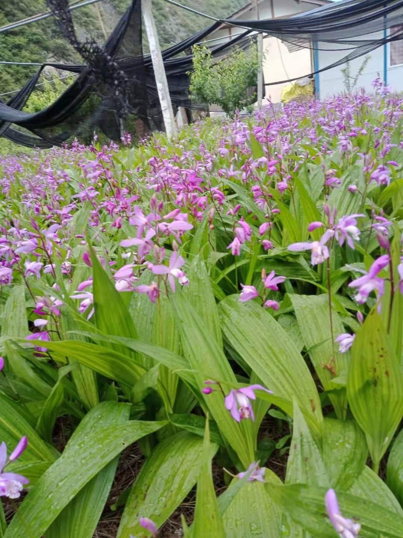 人工种植紫花三叉大白芨可去根