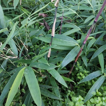 金佛山方竹苗