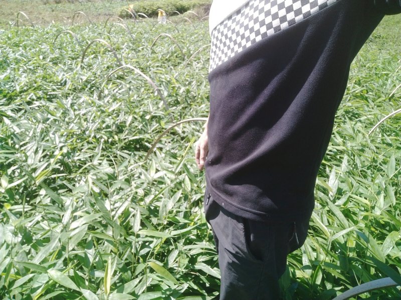 金佛山方竹苗