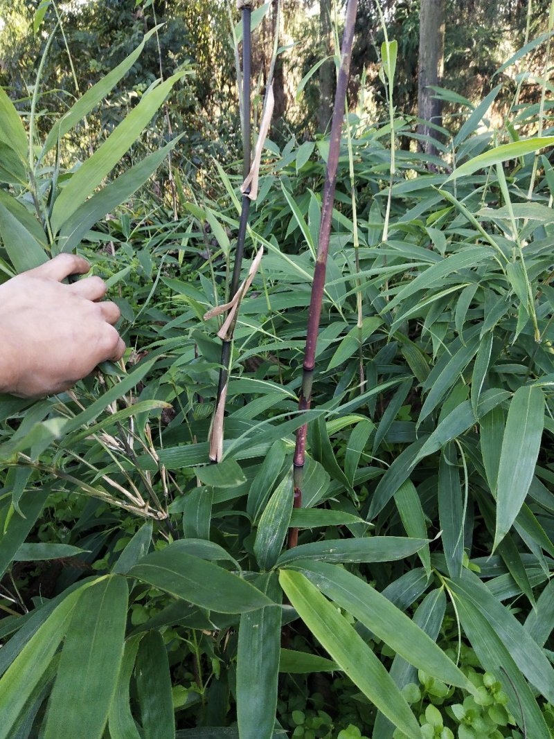 金佛山方竹苗