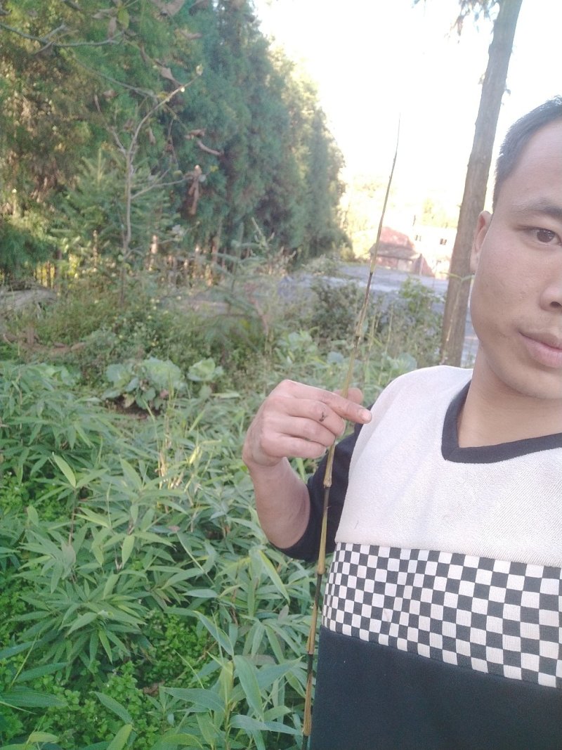 金佛山方竹苗