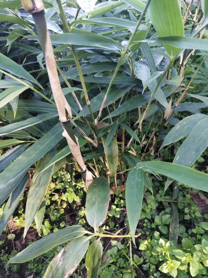金佛山方竹苗