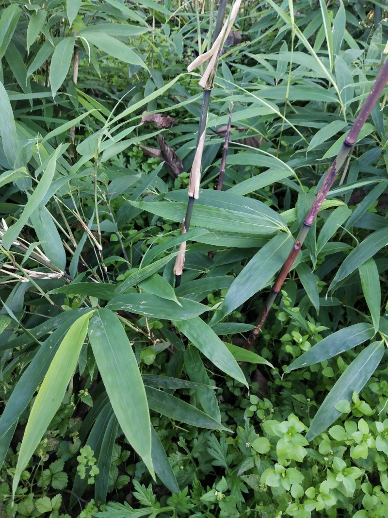 金佛山方竹苗